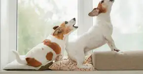 Foto: (Imagem sem texto alternativo disponivel ID [2697149])