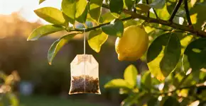 Foto: (Imagem sem texto alternativo disponivel ID [2670685])