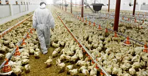 Trabalhador é isolado após ter sintomas e exposição ao vírus da gripe aviária em granja no RS