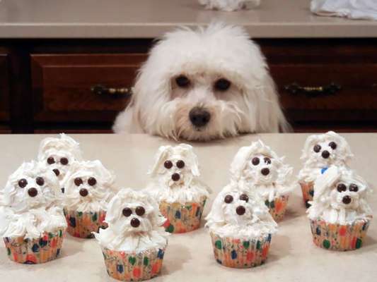 O cachorrinho que virou cupcake