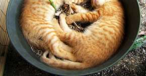 Gatos-plantas: bichanos e suas manias de entrarem em qualquer lugar