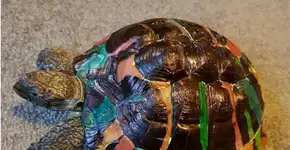 Foto: (Imagem sem texto alternativo disponivel ID [1562776])