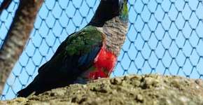 Foto: (Imagem sem texto alternativo disponivel ID [879522])