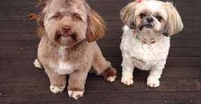 Cachorro com ‘cara de gente’ é comparado a astros de Hollywood