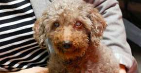 Menino ignora problemas e adota o cachorro mais velho de abrigo