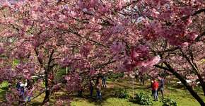 Festival das cerejeiras colore o inverno em Campos do Jordão (SP)