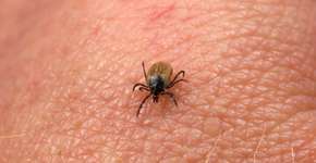 Doença de Lyme chama atenção após caso de Bella Hadid