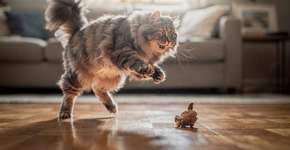 Foto: (Imagem sem texto alternativo disponivel ID [2686548])