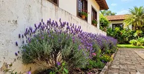 Poucas pessoas sabem: a planta ideal para o seu muro que não quebra o reboco, floresce o ano todo e afasta insetos