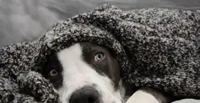 O impacto dos fogos de artifício nos animais: o que você precisa saber