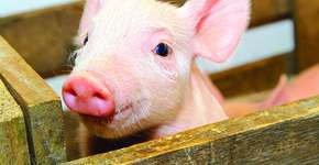 Foto: (Reprodução)