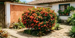 Essa planta florida é capaz de resistir ao calor do verão e ao frio do inverno e com pouquissimos cuidados