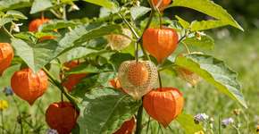 Foto: (Imagem sem texto alternativo disponivel ID [2675946])