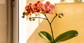 Foto: (Imagem sem texto alternativo disponivel ID [2683092])