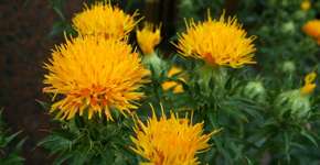 Foto: (Imagem sem texto alternativo disponivel ID [2713792])