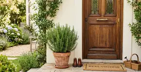 Para que serve colocar alecrim na porta de entrada e como podar para ele nunca secar os galhos no vaso