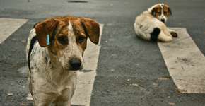 Ajude a levar atendimento veterinário para animais da periferia