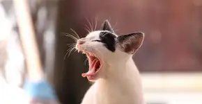 Ela largou tudo por uma pousada de pets e hoje fatura R$ 1,8 milhão por ano