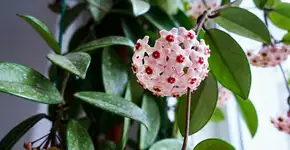 A planta que perfuma a sua casa e é muito fácil e simples de cuidar