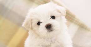 Foto: (Imagem sem texto alternativo disponivel ID [901110])