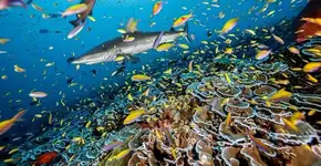 National Geographic divulga as 49 imagens mais impactantes de 2022