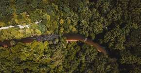 Floresta em pé: superando a pobreza plantando florestas e limpando cidades