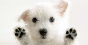 Foto: (Imagem sem texto alternativo disponivel ID [698005])