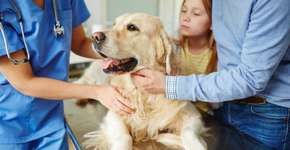 Veterinário 24 horas: confira a lista das clínicas em São Paulo