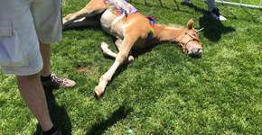 Pônei desmaia após ser explorado como unicórnio em festa nos EUA