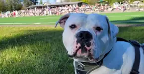 Hector, o cão fanático por futebol em um tour canino pelos estádios da Europa