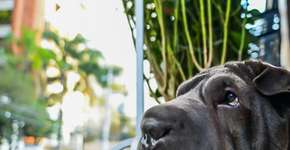 Sem edição de imagens, campanha de lingerie celebra mulheres com cicatrizes, tatuagens e pelos nas axilas