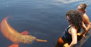 ‘Selfies safáris’, o pior do turismo selvagem