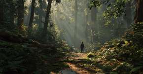 Banho de floresta melhora o humor e fortalece a imunidade