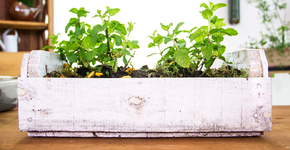 Foto: (Imagem sem texto alternativo disponivel ID [1004558])