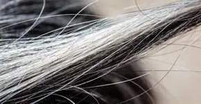 Foto: (Imagem sem texto alternativo disponivel ID [2694604])