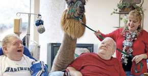 Lhama Terapia leva leva conforto para pacientes de hospital