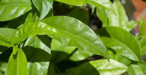 Anvisa proíbe comercialização de suplementos com ora-pro-nóbis; entenda