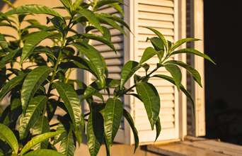 Featured large news: A planta esquecida que perfuma o quintal, afasta mosquitos e ainda vira chá calmante