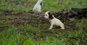 Santos: pontos recebem doações a cães desabrigados após chuvas