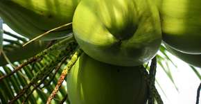 Foto: (Imagem sem texto alternativo disponivel ID [470662])