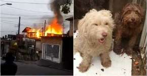 Protetora morre ao tentar salvar animais de incêndio em São Paulo