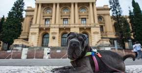 Parque Independência tem gramado e um bosque fresquinho para os pets
