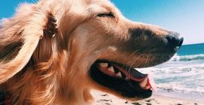 As Fantásticas Vagas da Semana (Dafiti, WeWork…)