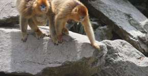 Macaca atua como parteira e auxilia nascimento de filhote