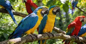 Foto: (Imagem sem texto alternativo disponivel ID [2700123])