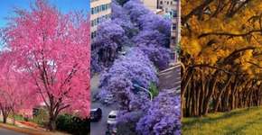 5 tipos de árvores pra embelezar e deixar as cidades mais verdes