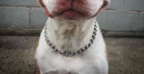 O Pit Bull que não parou de sorrir desde que foi adotado