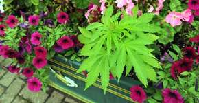 Maconha é encontrada em vasos públicos no País de Gales