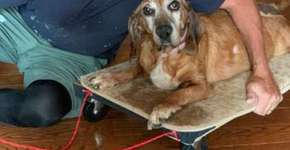 Tutor constrói carrinho com rodas para cachorra com artrite