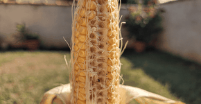 Foto: (Imagem sem texto alternativo disponivel ID [2747743])